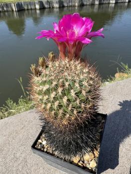 Preview: Sulcorebutia spec. BL violett